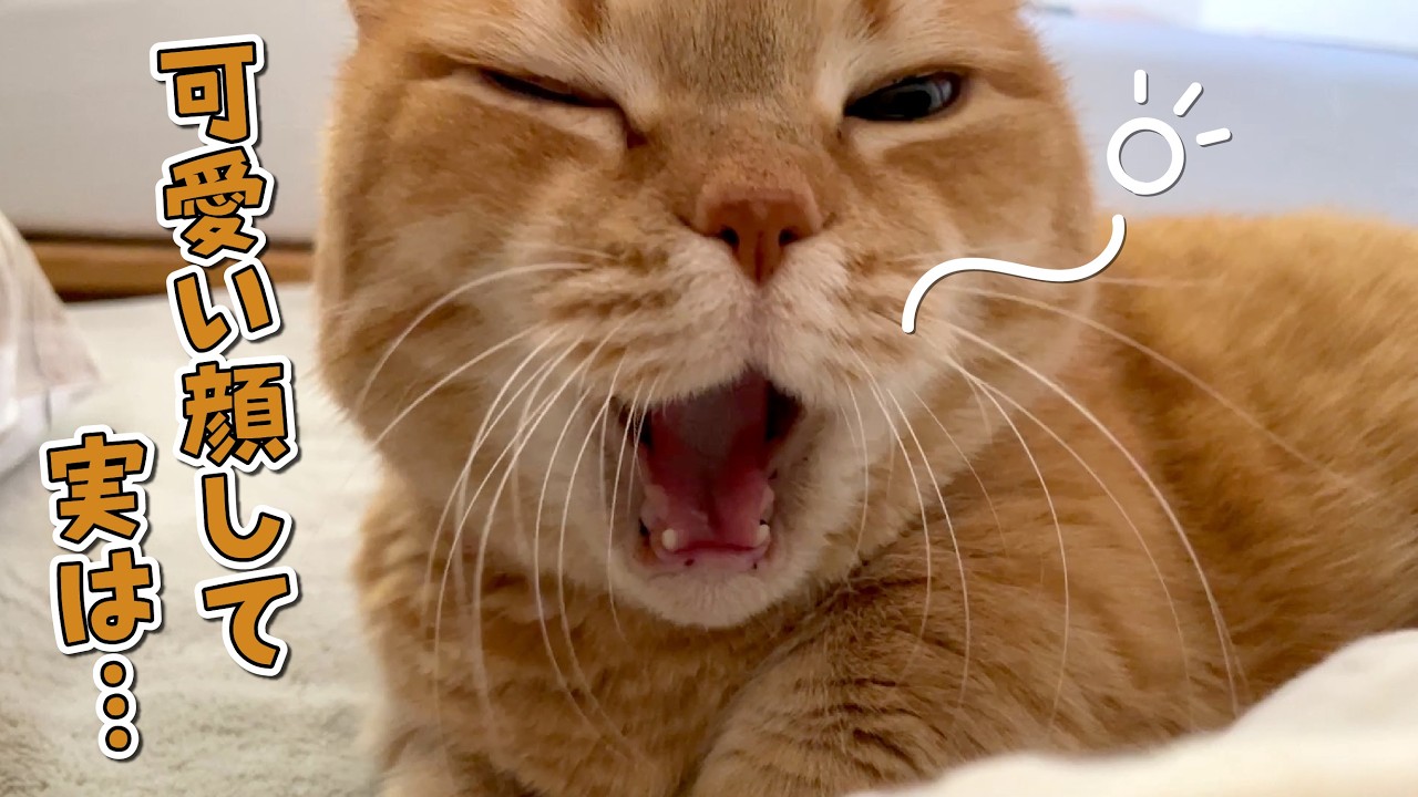 添い寝が大好きな愛猫には絶対に言えない悩みがありました…
