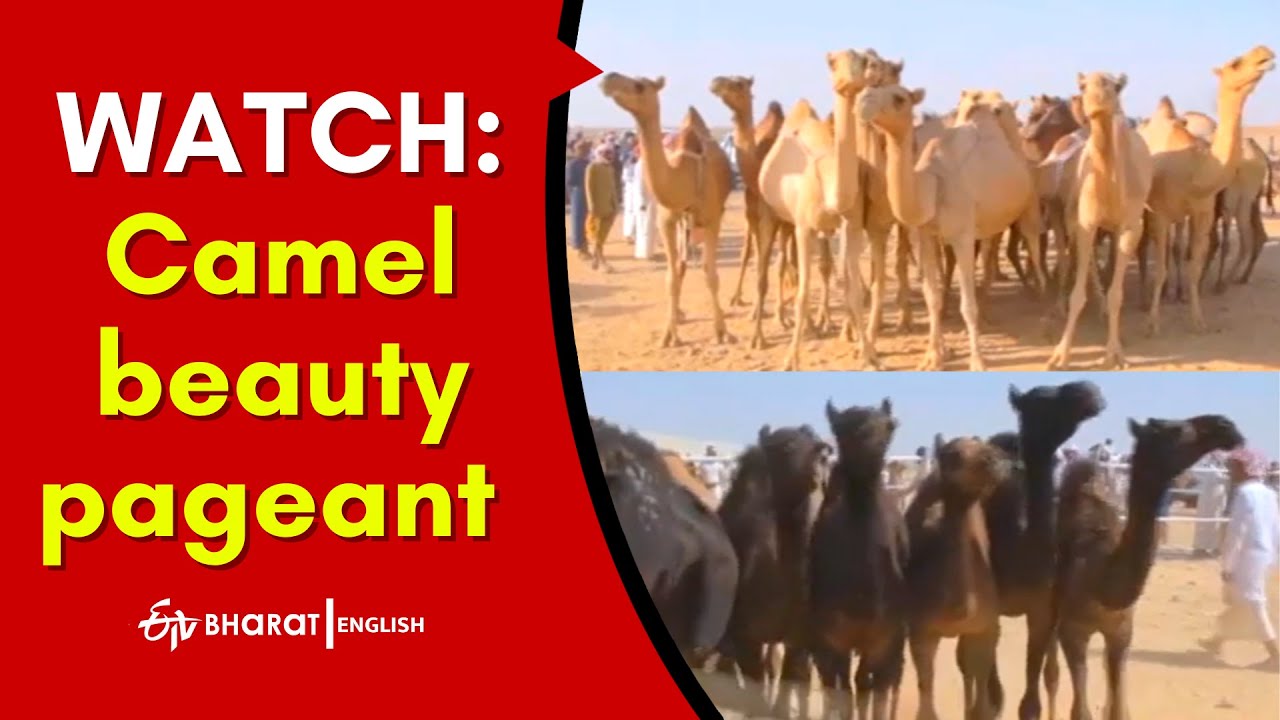 Camel beauty pageant held in Yemen's desert | ETV Bharat