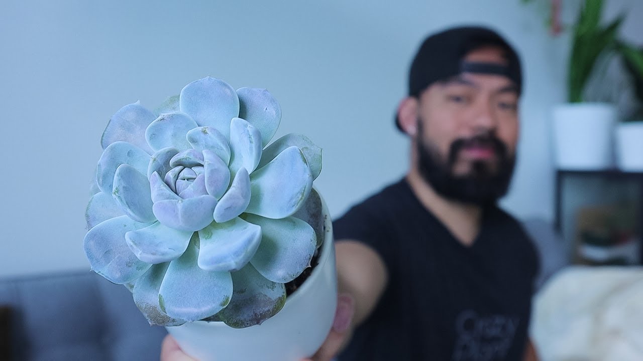My Succulent Collection + Plant Care and Propagation Tips for Beginners