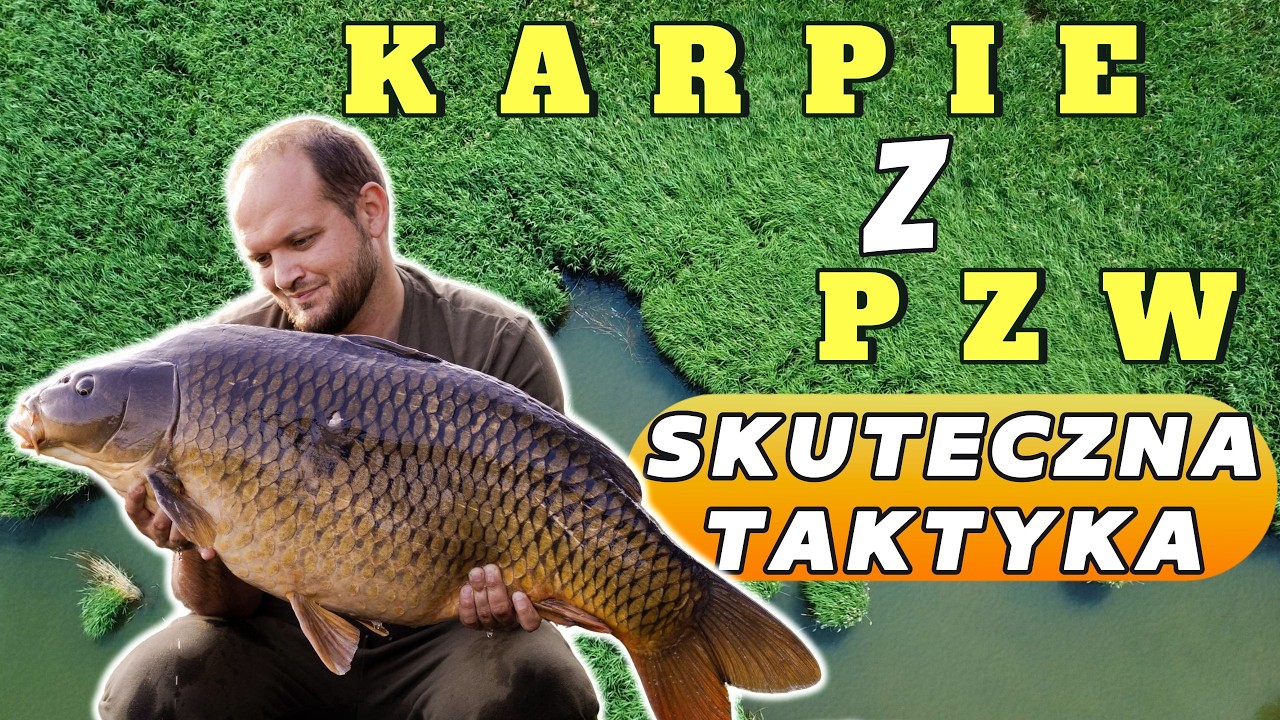 Jak łowić karpie na PZW? Skuteczna taktyka!