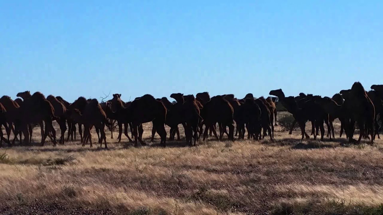 Wild herd of Camels