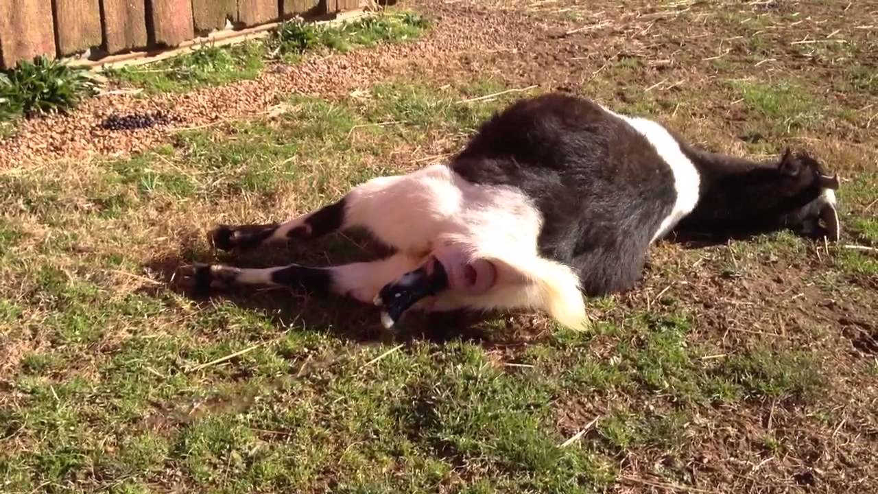 Myotonic goat giving birth.