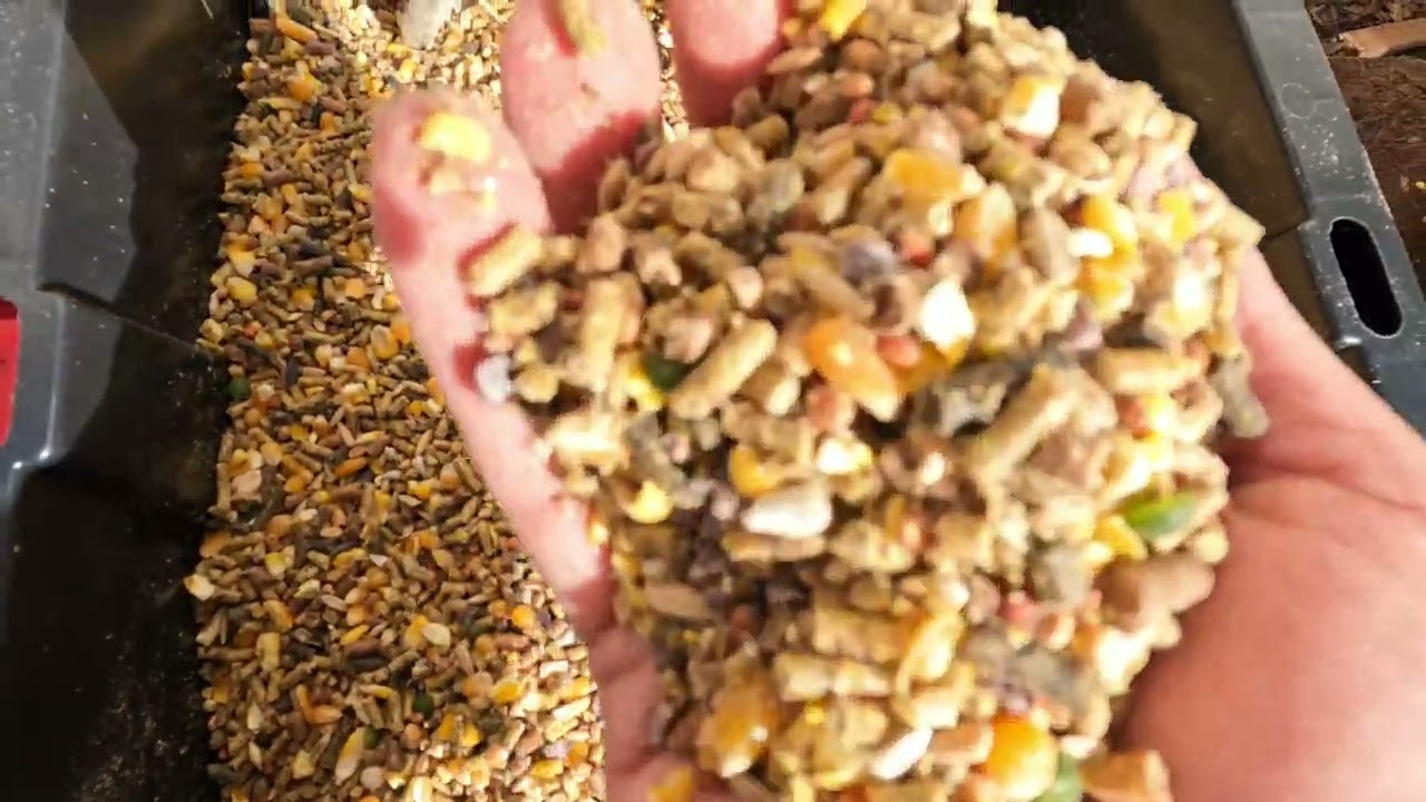 Gamefowl Feed “Ultimate Mix” Winter Mix