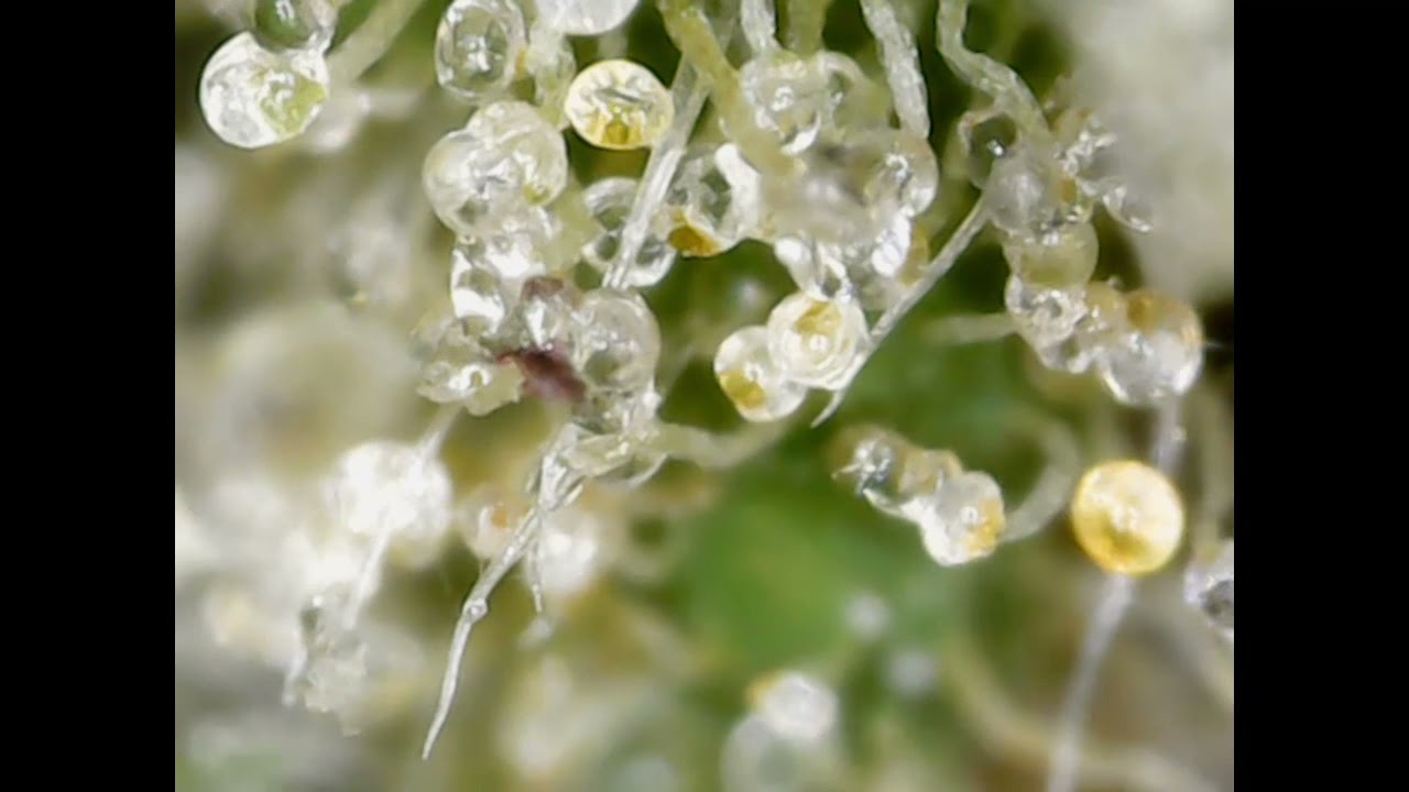 Short Trichome CannaRelaxah