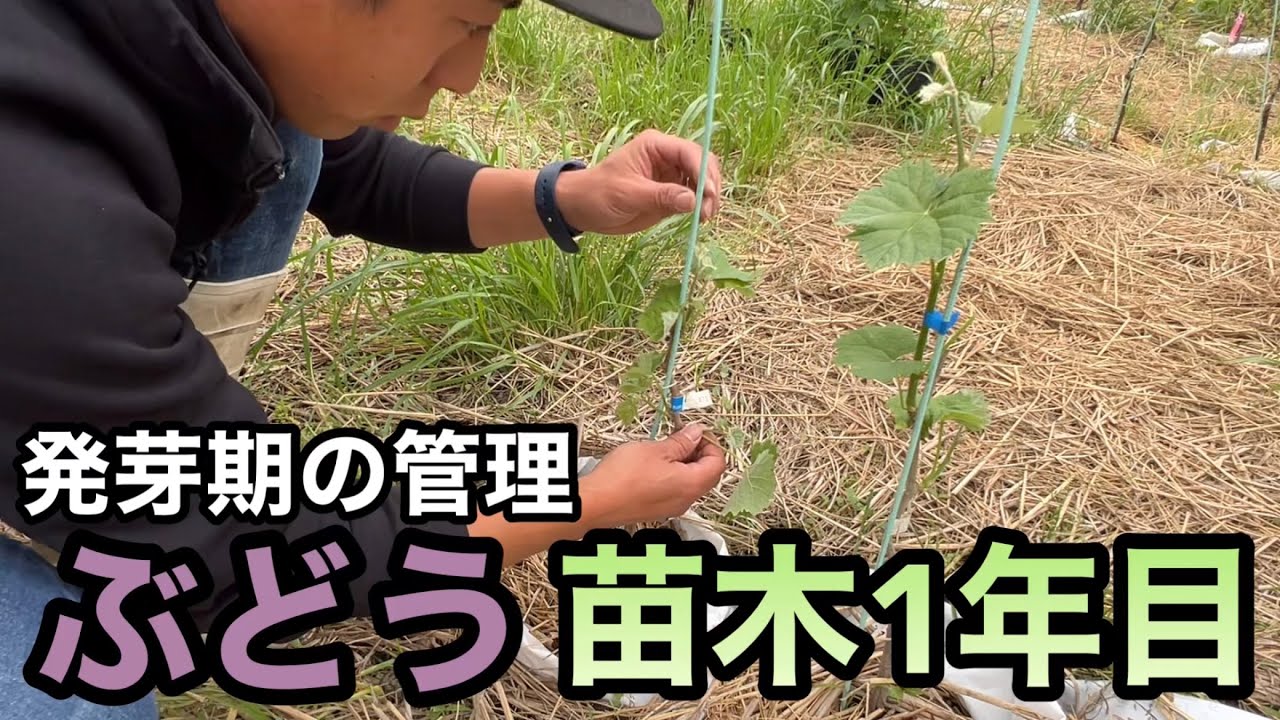 ぶどう(シャインマスカット)の苗木1年目発芽期の栽培〜鉢植え・地植え・根域制限栽培に共通の管理まとめ〜