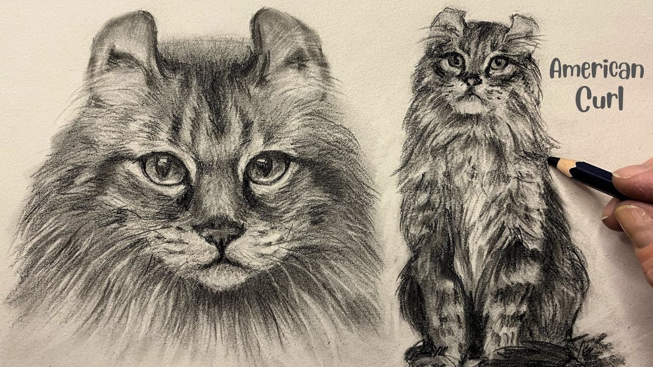 ASMR Graphite Cat Drawing | American Curl Realistic Sketch
