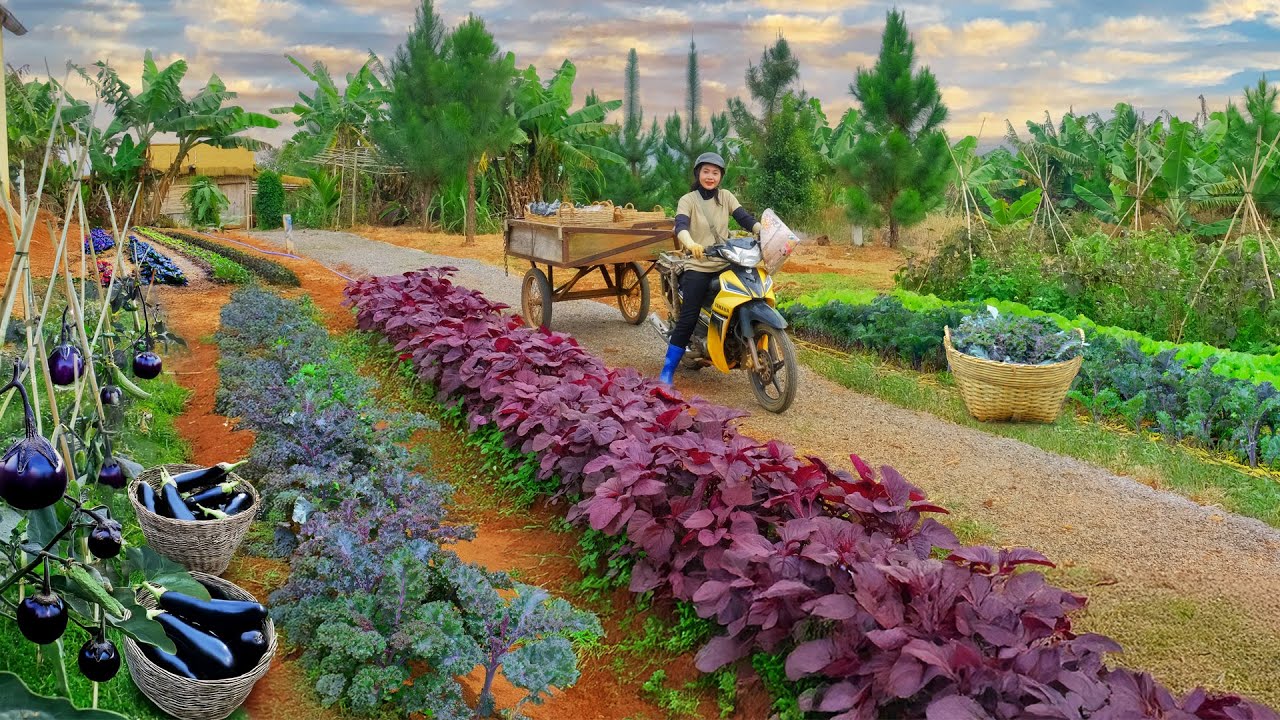 Harvest Purple Kale And Eggplants Goes To Market Sell– Peaceful Farm Life: Cooking, Gardening