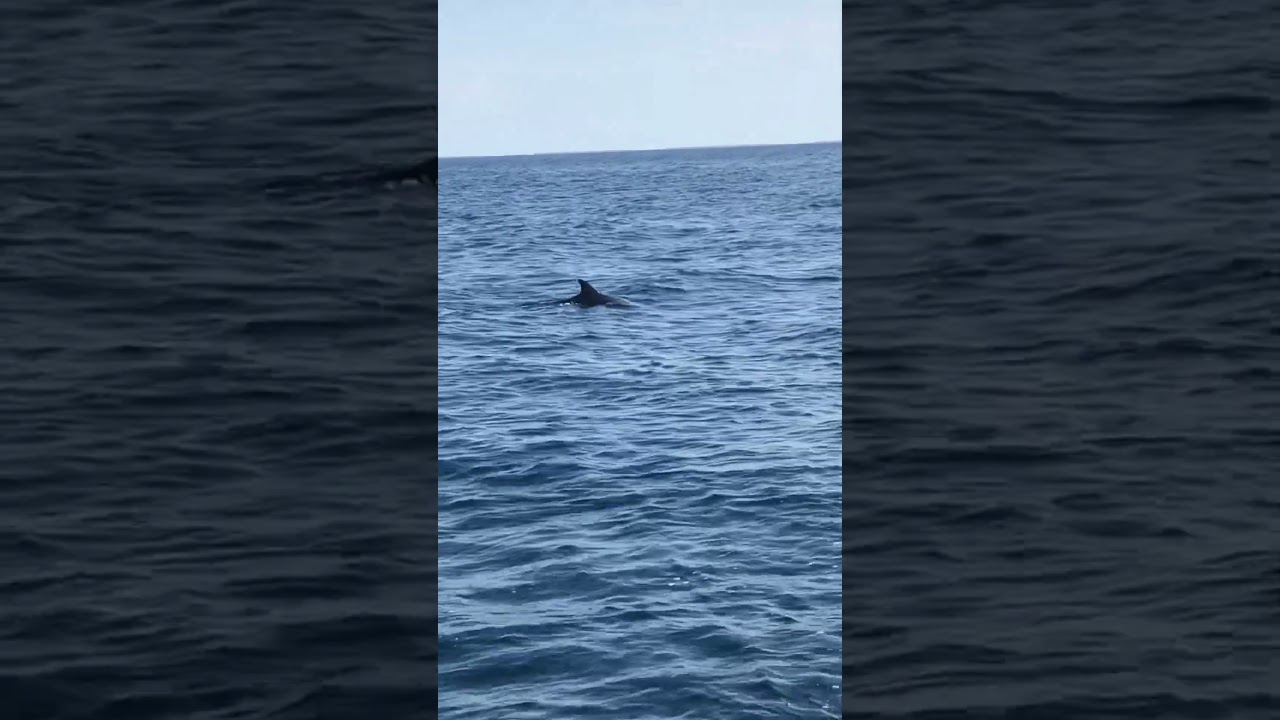 Delfinando per il mar Ligure 