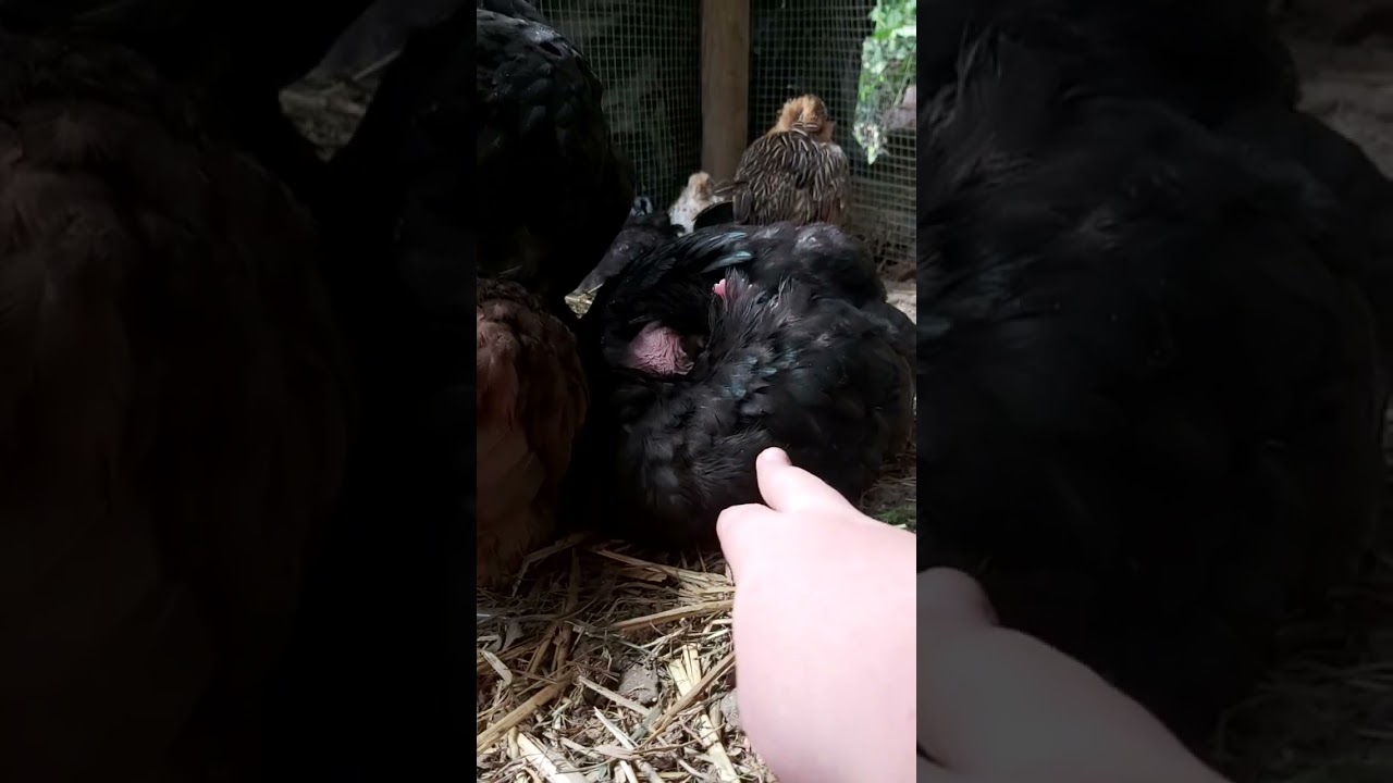 poulet cou nu noir