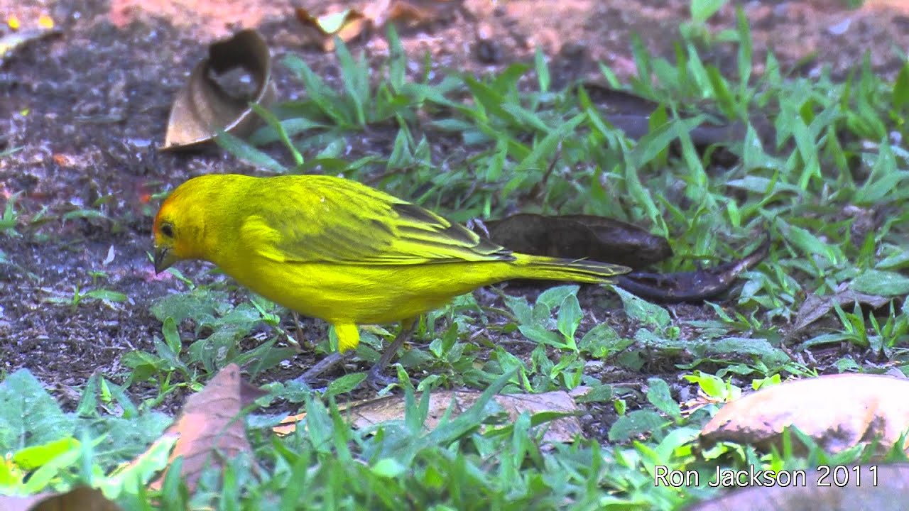 Saffron Finches   -   Sicalis flaviola