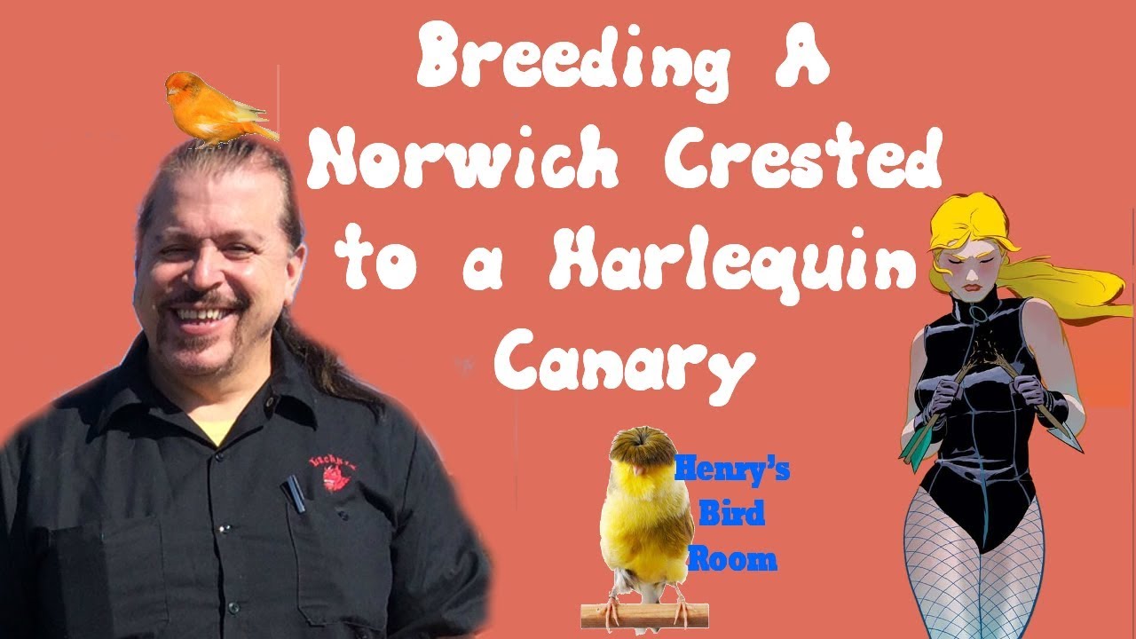 Norwich Crested Crossbred to Harlequin Canary | Henry's Bird Room Tips & DIY Info for Bird Breeders