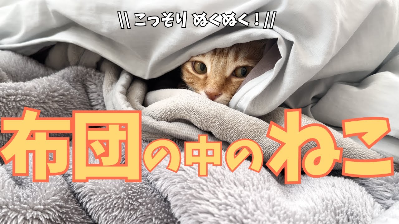 布団の中のねこ｜こっそりぬくぬく羨ましい！お布団の中で遅起きなねこ