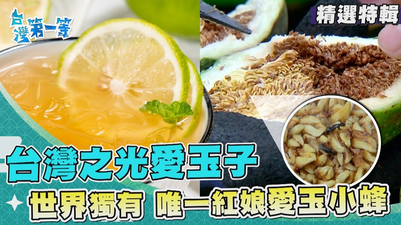 台灣第一等【石縫中的千元鈔票"阿里山薊" 台灣國寶植物／世界僅台灣獨有愛玉 唯一紅娘愛玉小蜂】_精選特輯