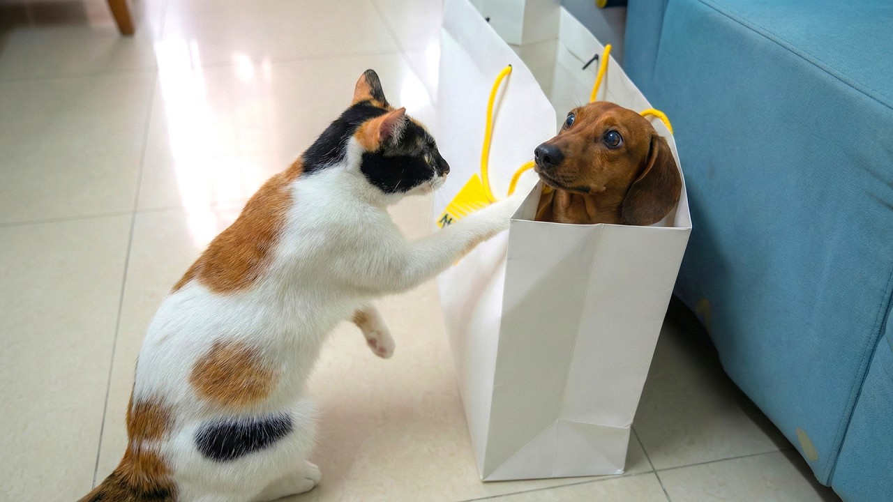 Funny Cat Videos 😂 A Collection Of Hilarious Cats That Will Make You Laugh Out Loud And Find Peace 😺