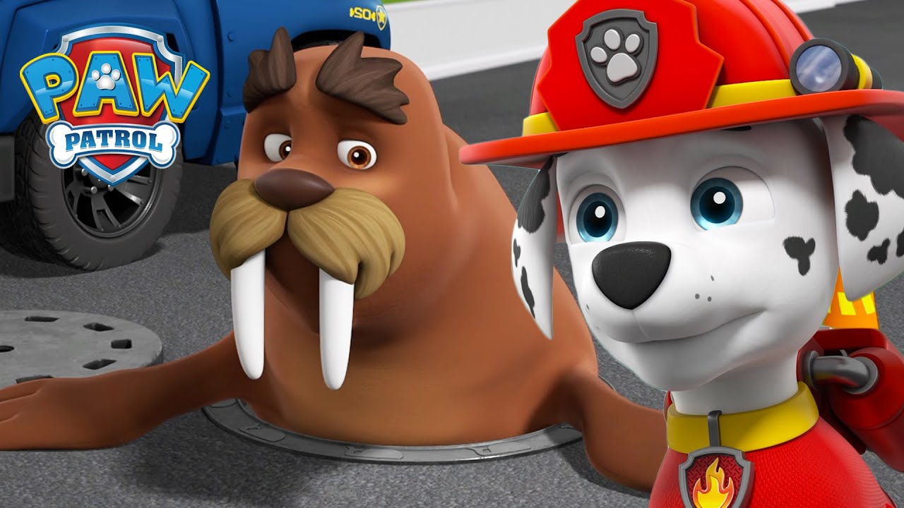 I cuccioli aiutano Wally il tricheco a riunirsi con Capitan Turbot! - PAW Patrol Episodi Italiano