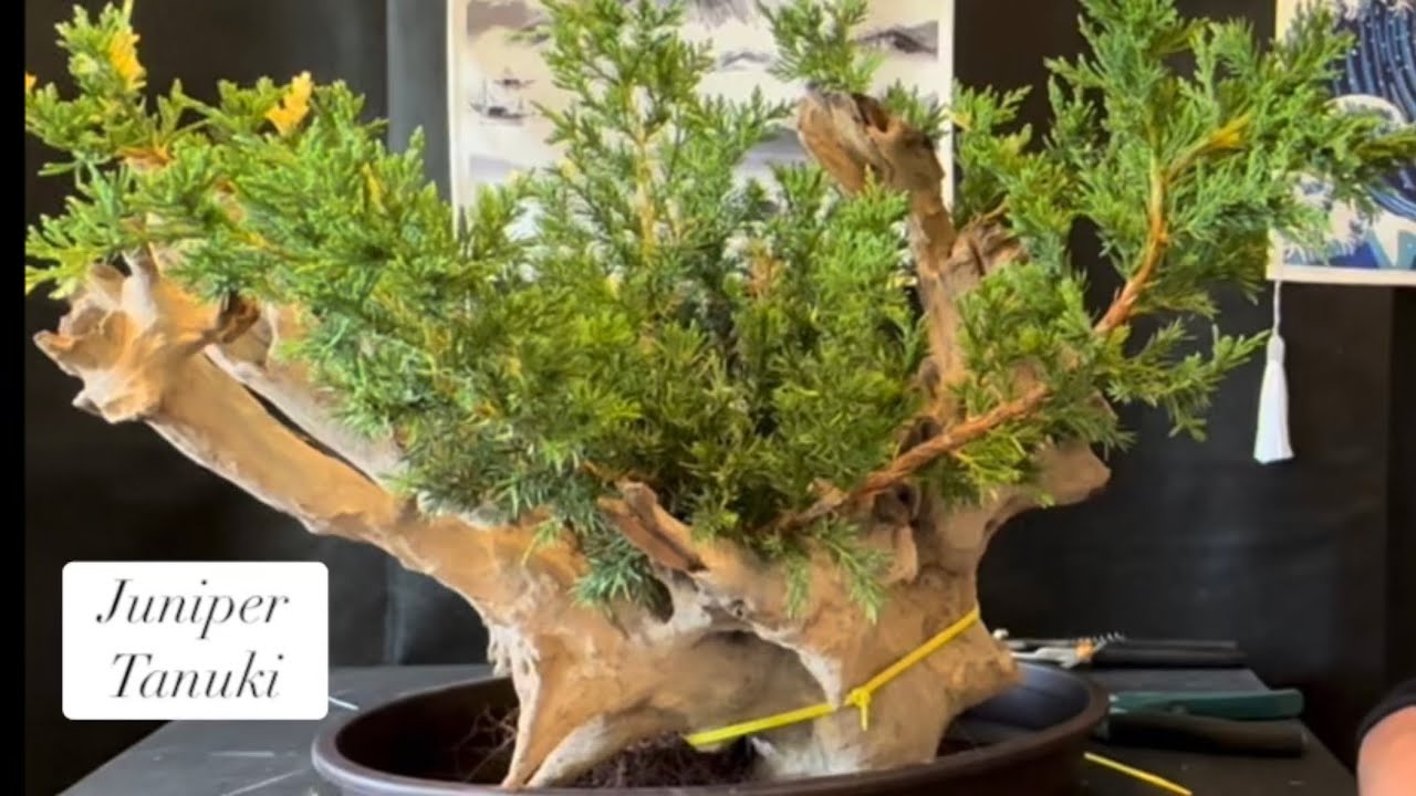 Juniper chinensis Tanuki bonsai @Bonsaicrazy #bonsai #bonsaitree #bonsaiuk #bonsaiusa #bonsaijapan