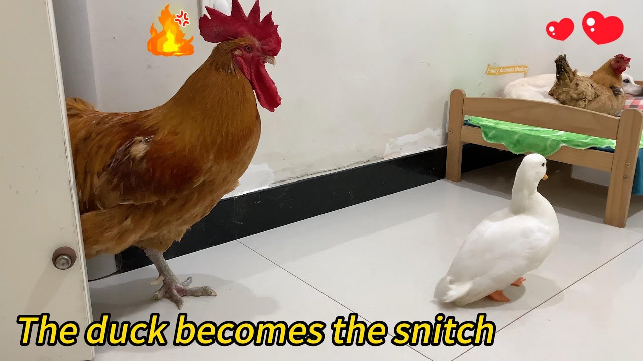 So funny! A duck caught a hen and a puppy having an affair and then told the rooster, who was angry
