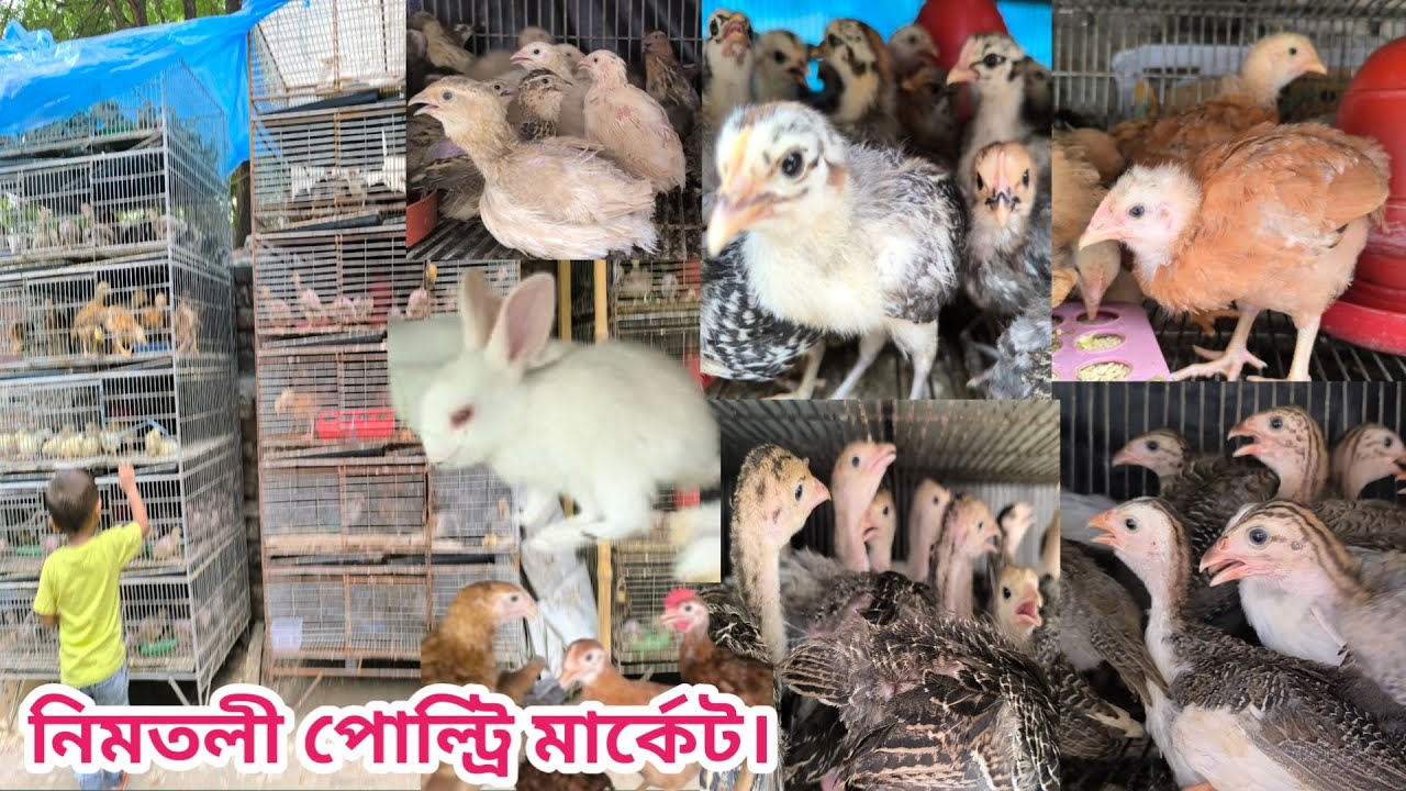 293 ৭০ টাকা ফাউমি মুরগির বাচ্চা টার্কি তিতির কোয়েল খোরগোশ স্বস্তায় নিমতলি পোল্ট্রি মার্কেটে ।
