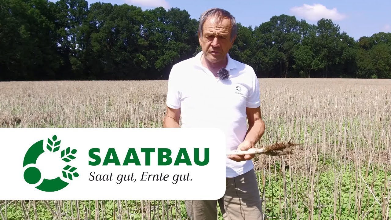 Feldhygiene - die Basis f&uuml;r gesunde Rapsbest&auml;nde