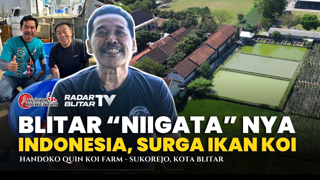SURGANYA IKAN KOI‼️KONDISI BLITAR LEBIH BAIK DARI JEPANG
