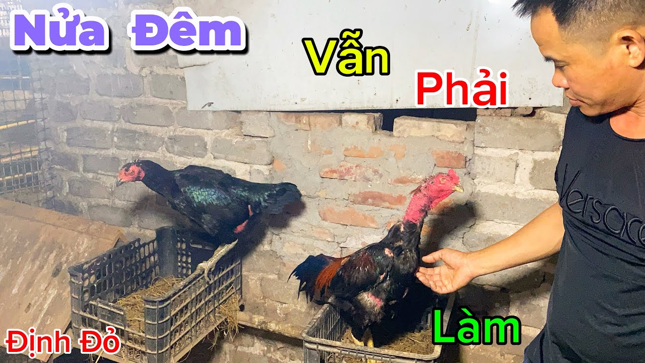 Nửa Đêm Theo Chân Bạn Hiếu Phòng Bệnh Cho Đàn Gà Con | Định Đỏ
