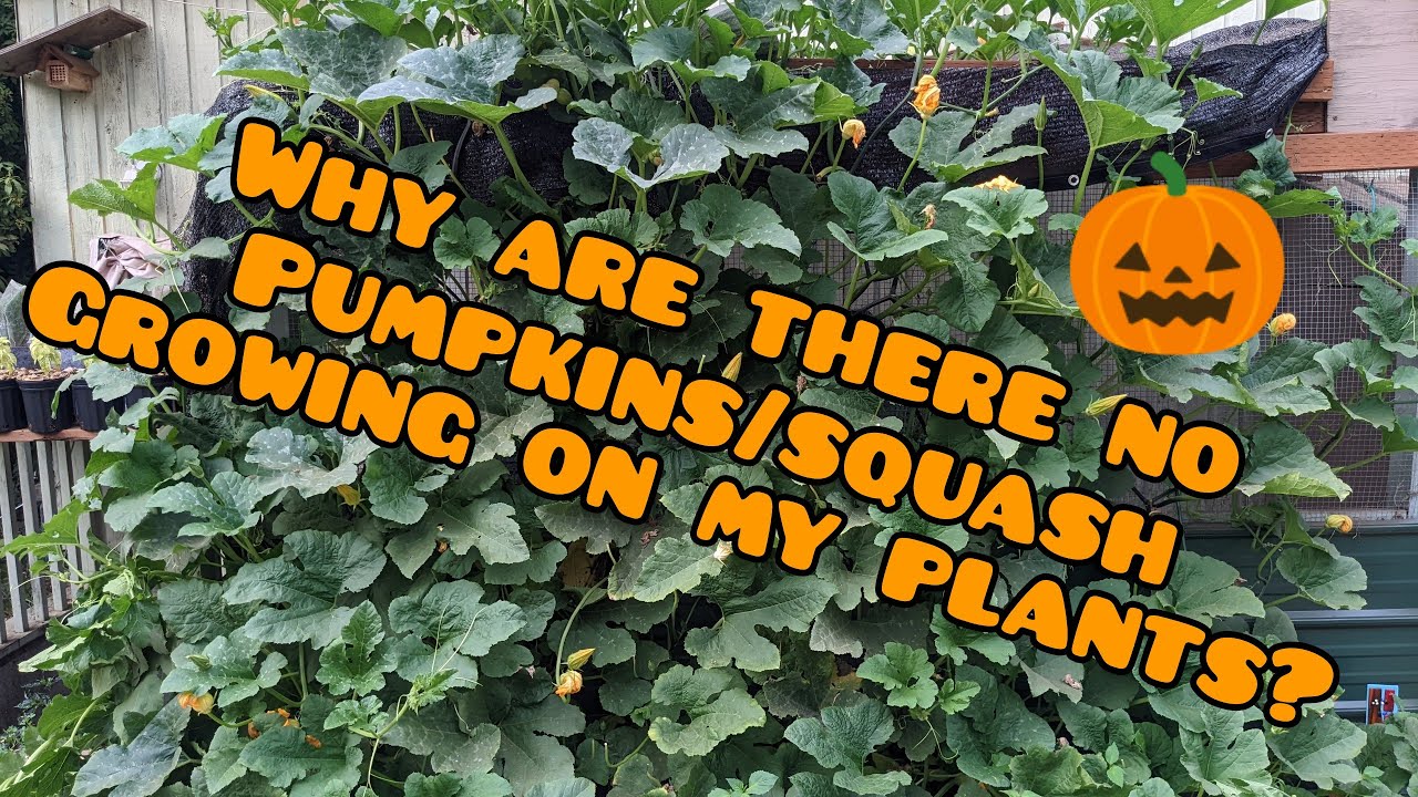 The Reason You Don't Have Any Pumpkins/Squash And How To Fix It