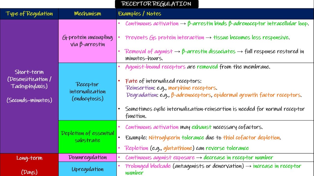 Регуляция рецепторов. Глава 2, часть 5. Фармакология Кацунга.