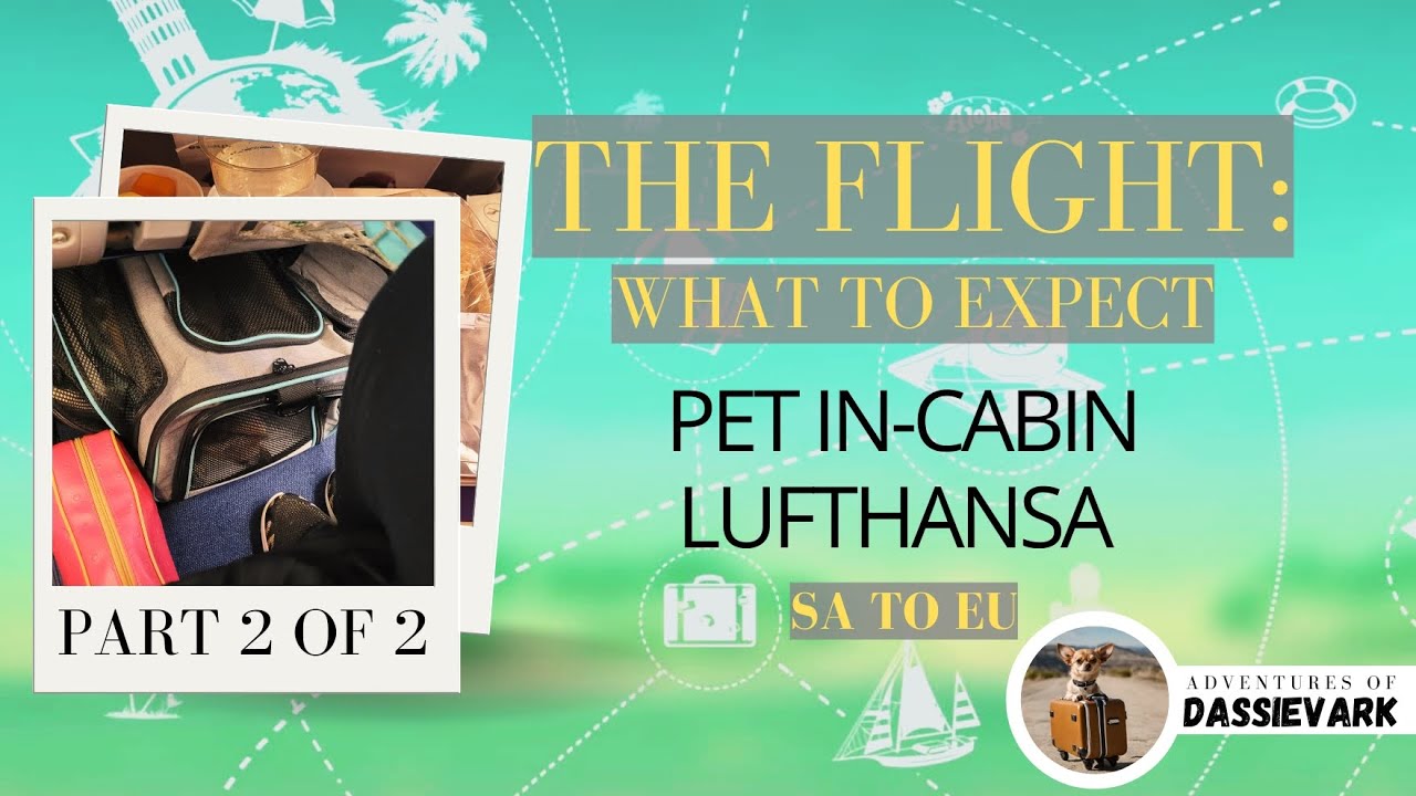 S1 E 4 – Part 2: Flying with small pet in cabin with Lufthansa | SA to EU #pettravel #petincabin