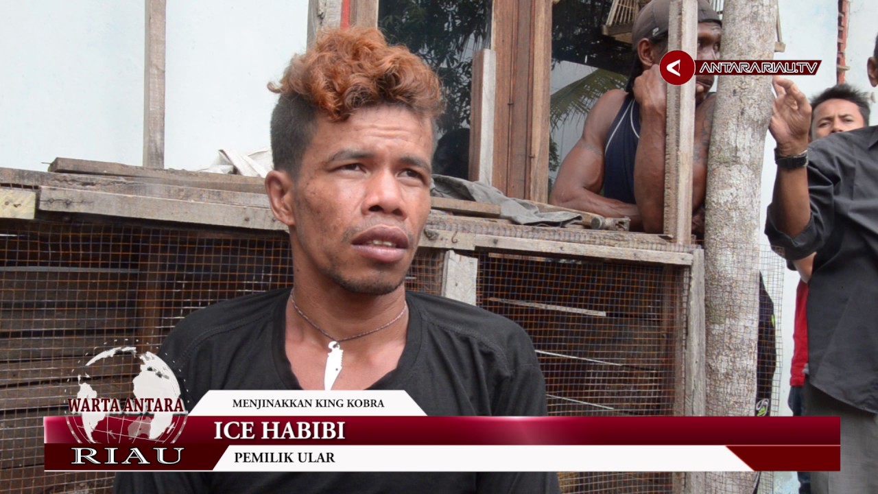 Satu Keluarga Di Riau Hidup Bersama Dua Raja Kobra