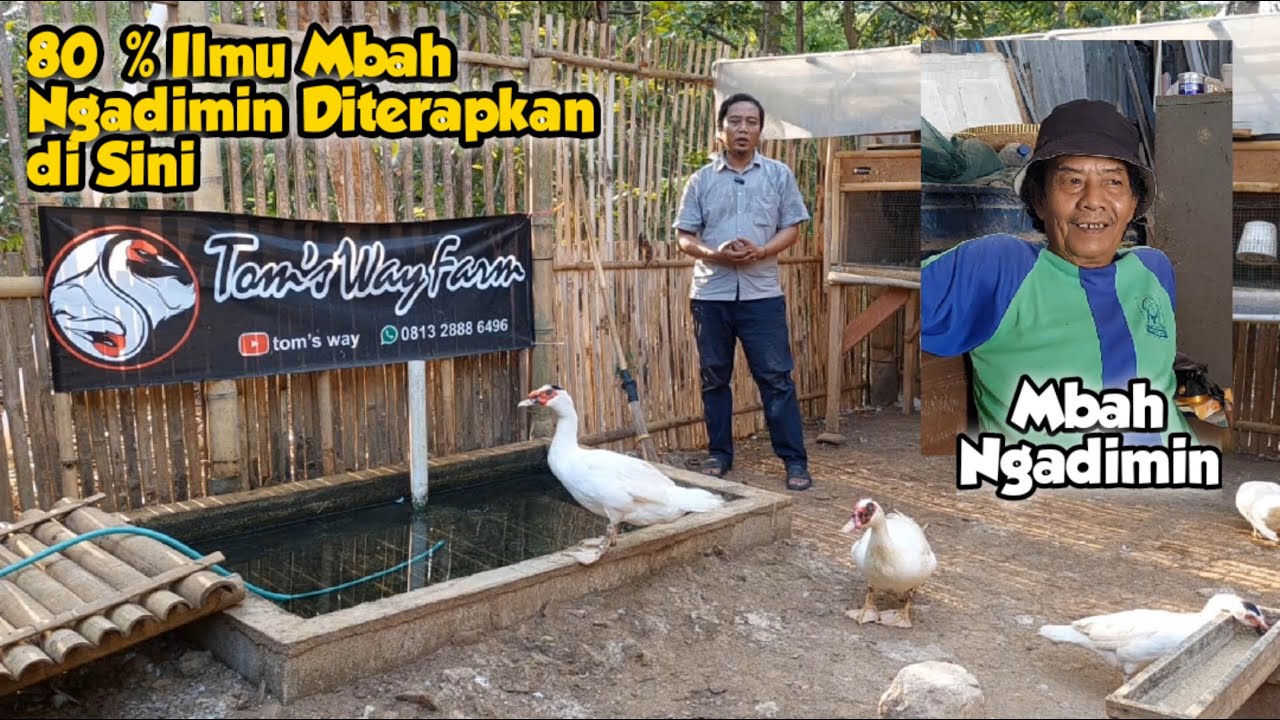 ILMU TERNAK ENTOK MBAH NGADIMIN 80 PERSEN DITERAPKAN DI TOMS WAY FARM