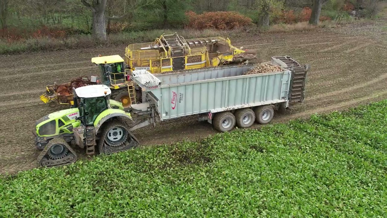 Ropa Tiger 6 & Claas Axion 930 Soucy Track | vyorávání cukrové řepy 2022