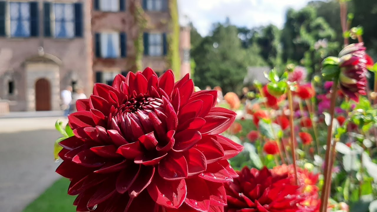 Beautiful Dahlias at Keukenhof Castle