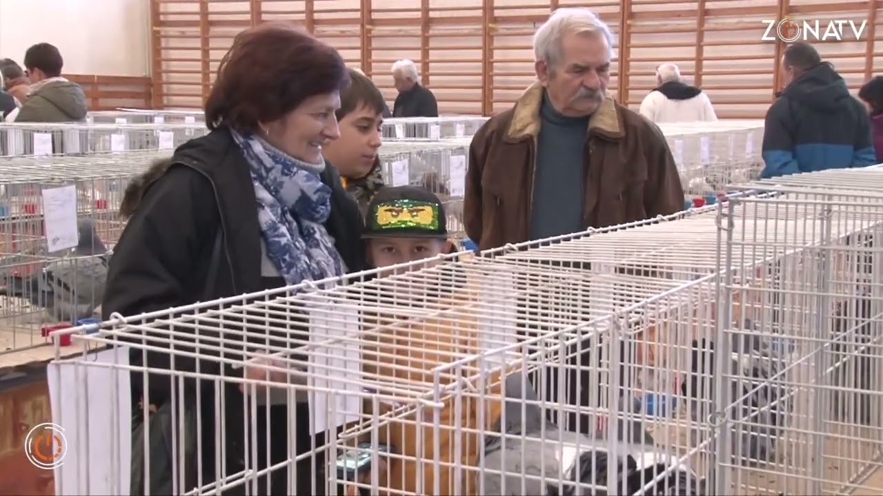 ZónaTV - Kultzóna - Csabrendek - Galamb - és kisállat kiállítást rendeztek