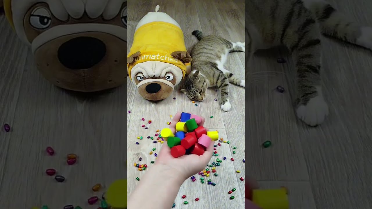 Funny Cats Vasj and Barsik ❤ Marbles 🔴 Reverse video