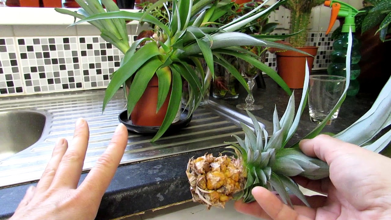 Pineapple Plant Propagation - Propagating the Pineapple top from my Pineapple Plant