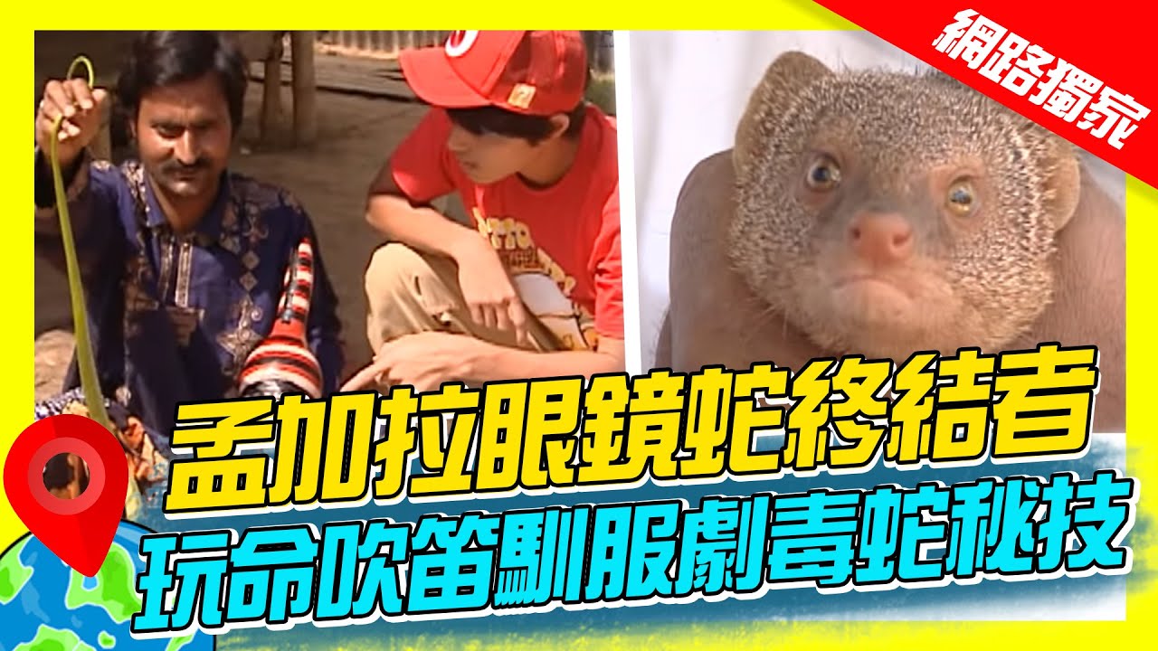 【世界毒蛇展】孟加拉眼鏡蛇終結者 玩命吹笛馴服劇毒蛇秘技｜《世界第一等》濃縮精華版 