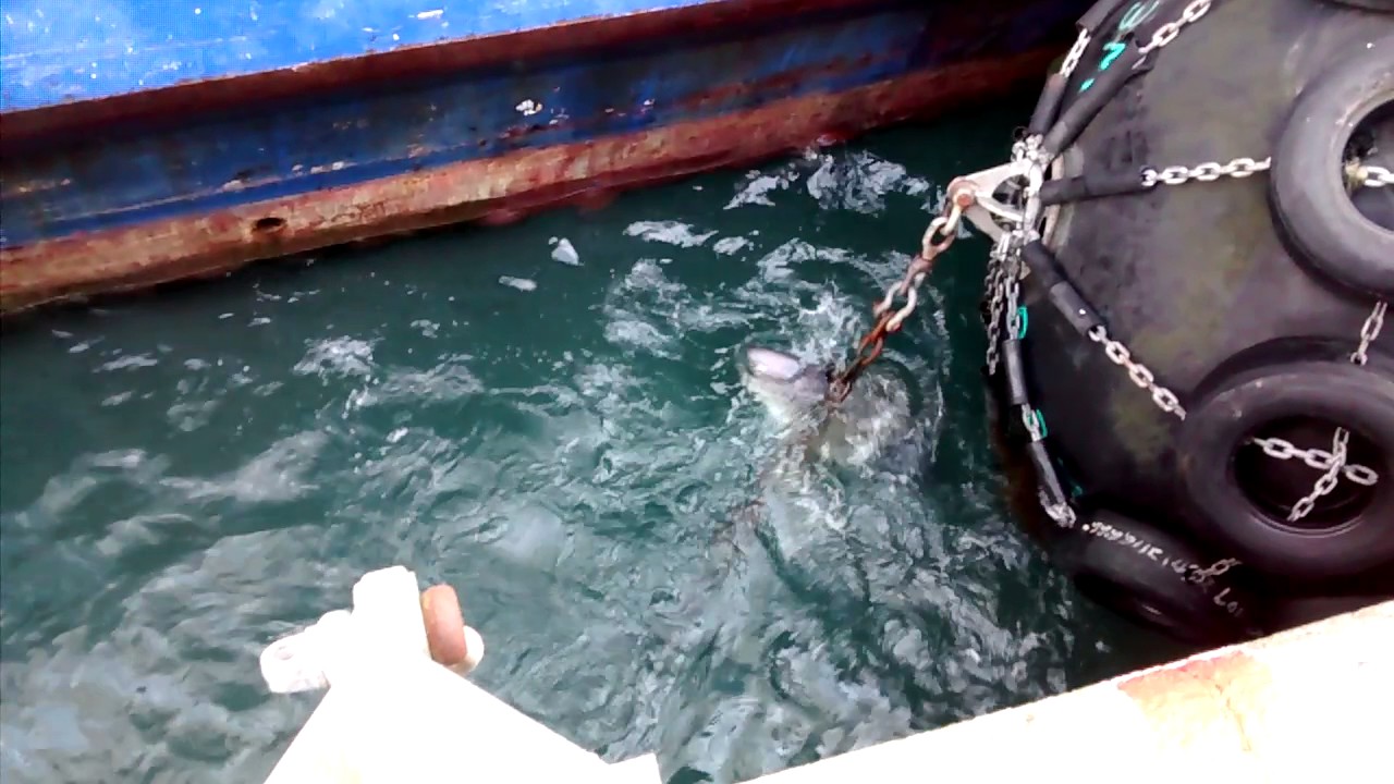 Monster Thresher Shark at Fishguard Harbour