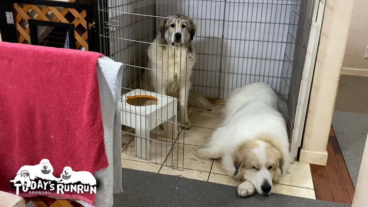 縄張りに入られ困惑するベルと堂々とくつろぐアランです　Great Pyrenees　グレートピレニーズ