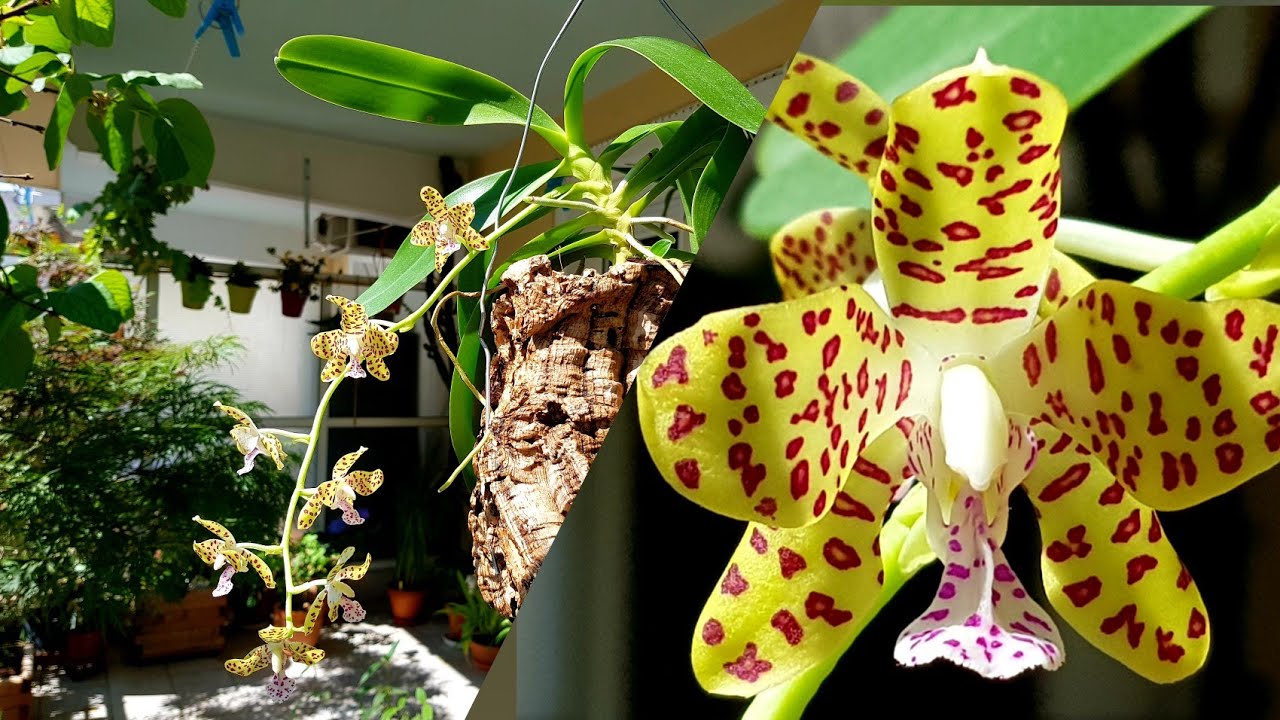 Vandopsis parishii x Sedirea japonica-Ароматный Леопард