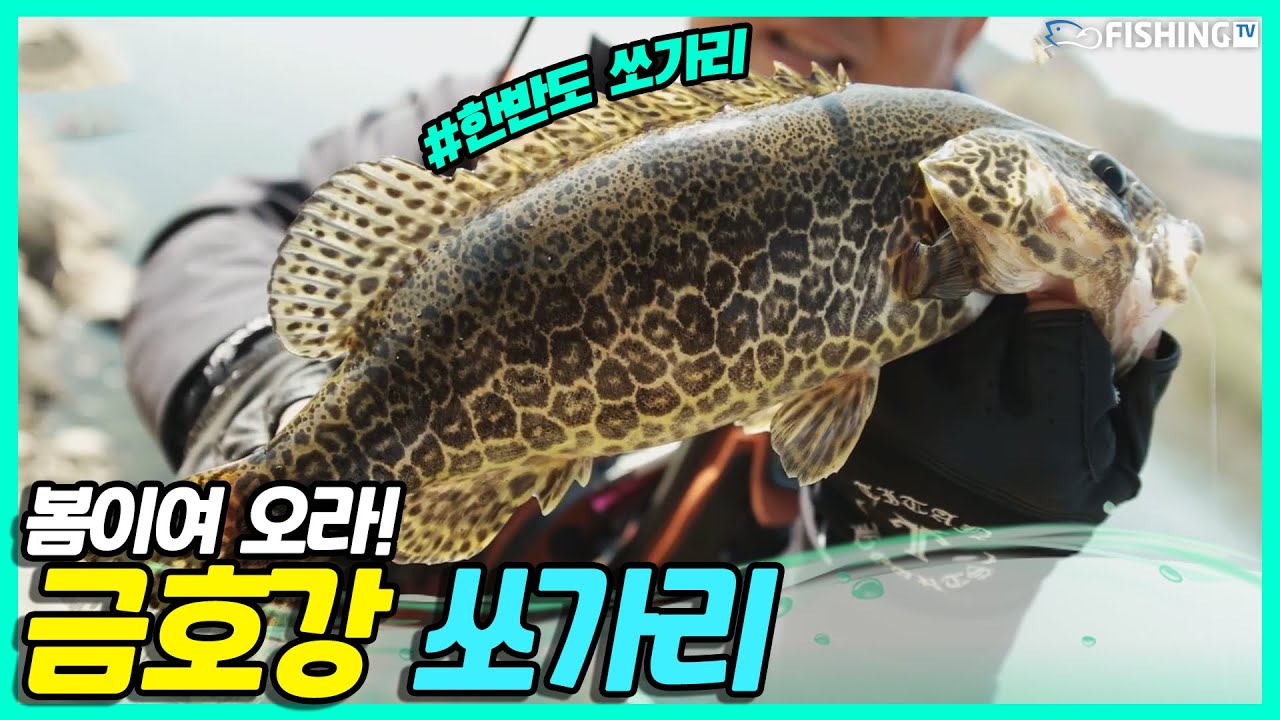 봄이여 오라! 기다림을 끝내고 금호강 쏘가리를 찾아나선 장용석! [한반도 쏘가리 16회] | 피싱TV