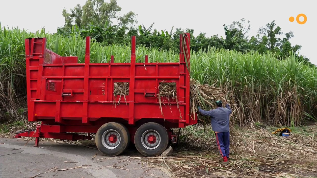 Campagne sucrière à la Réunion : on sort les chevaux !