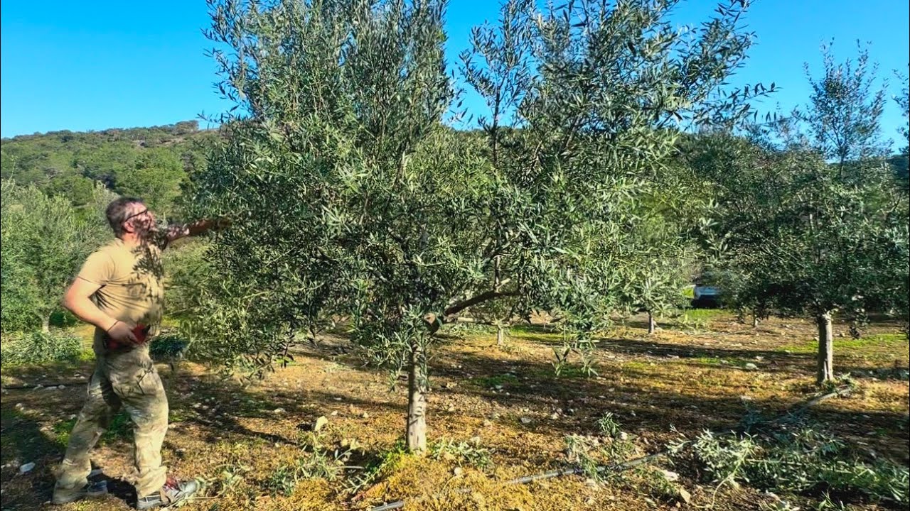 07/02/2025_Κλάδεμα καρποφορίας και ελαφράς διαμόρφωσης  σε ελαιόδεντρα 4,5 ετών ποικιλίας Κορωνέικη