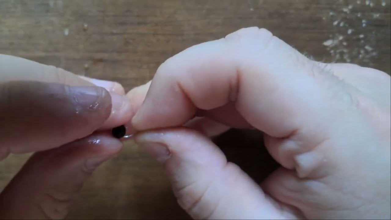 Comment escher une graine de chènevis. #pêche #chènevis #tutorial #angler #angling