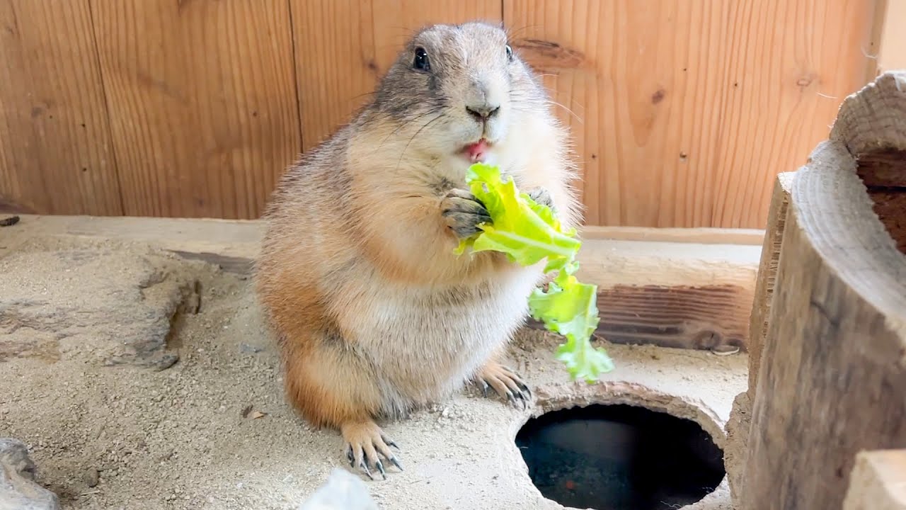 あまりの美味しさに驚いたふわふわな生き物【プレーリードッグ】