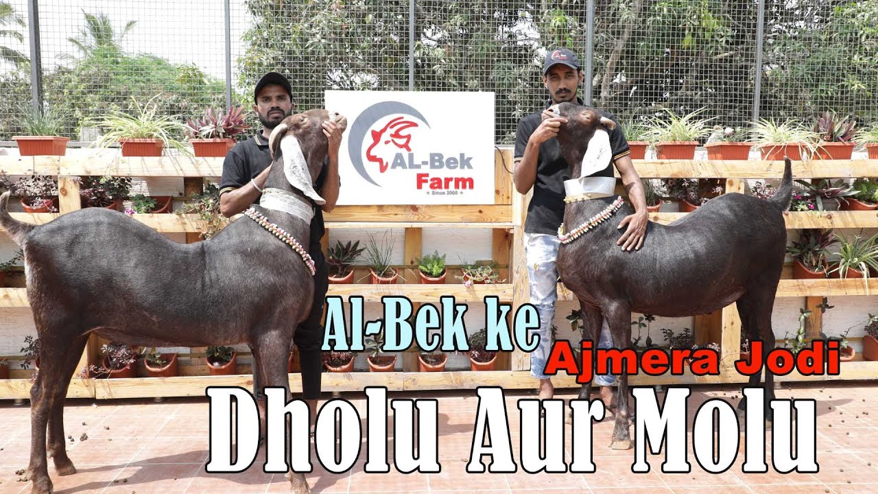 Al Bek Ke Ajmera Jodi Dholu Aur Molu