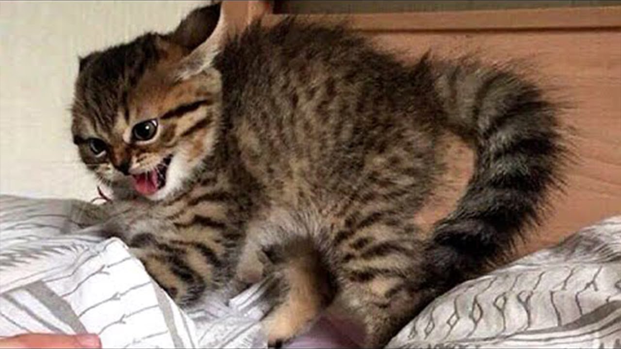 100% cats moments