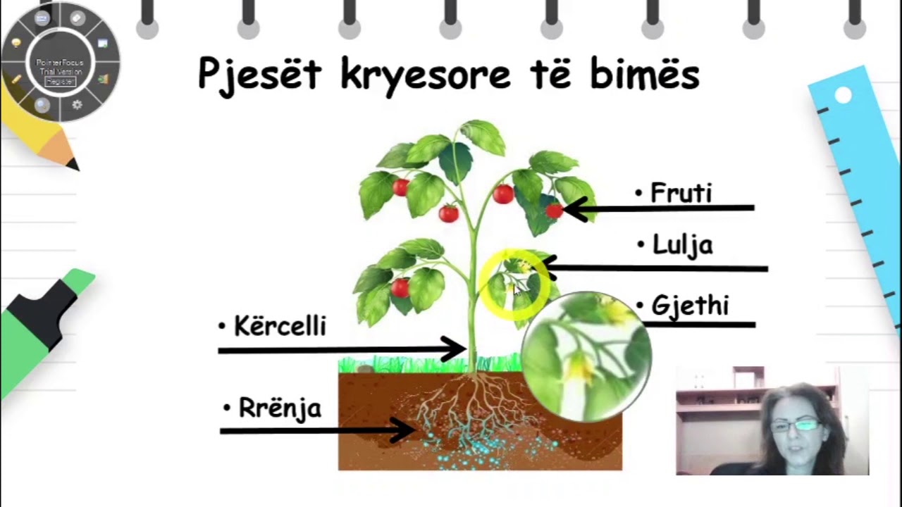 Klasa 1 - Shkenca natyrore - Pjesët e bimës