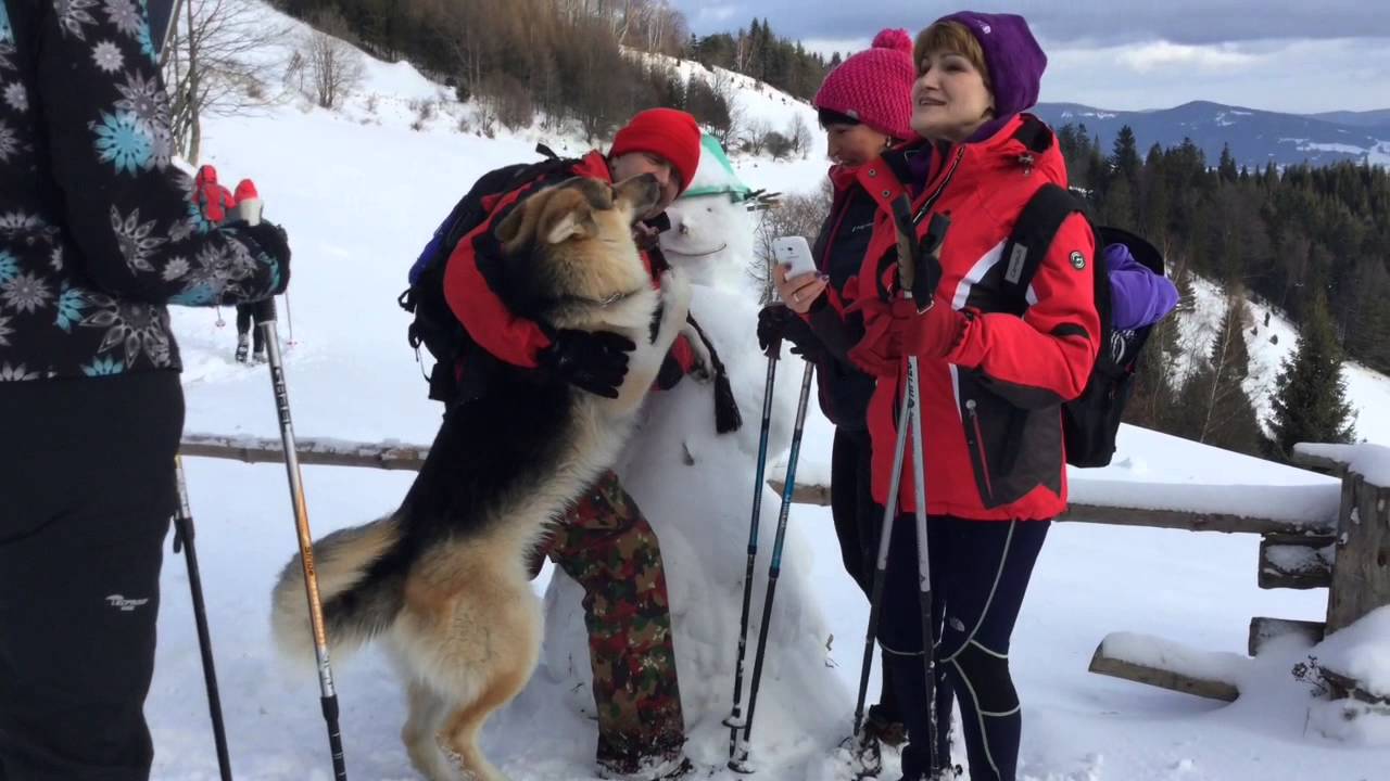 Na szlaku. Niemcowa Kosarzyska Piwniczna. Beskid Sądecki. Smrek.