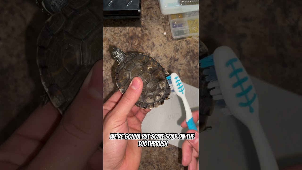 Turtle care for shell rot 