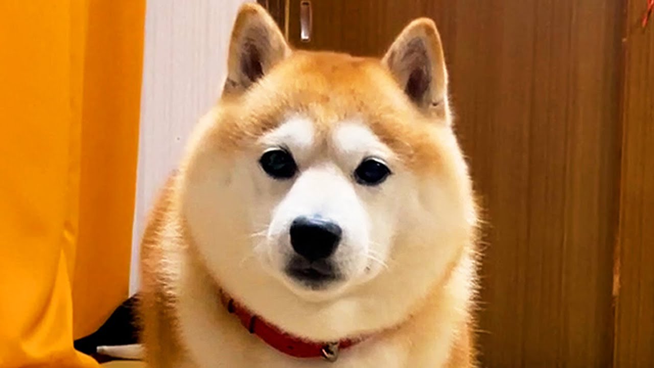 Shibe gets a big shock when his favorite snack is not on the plate.